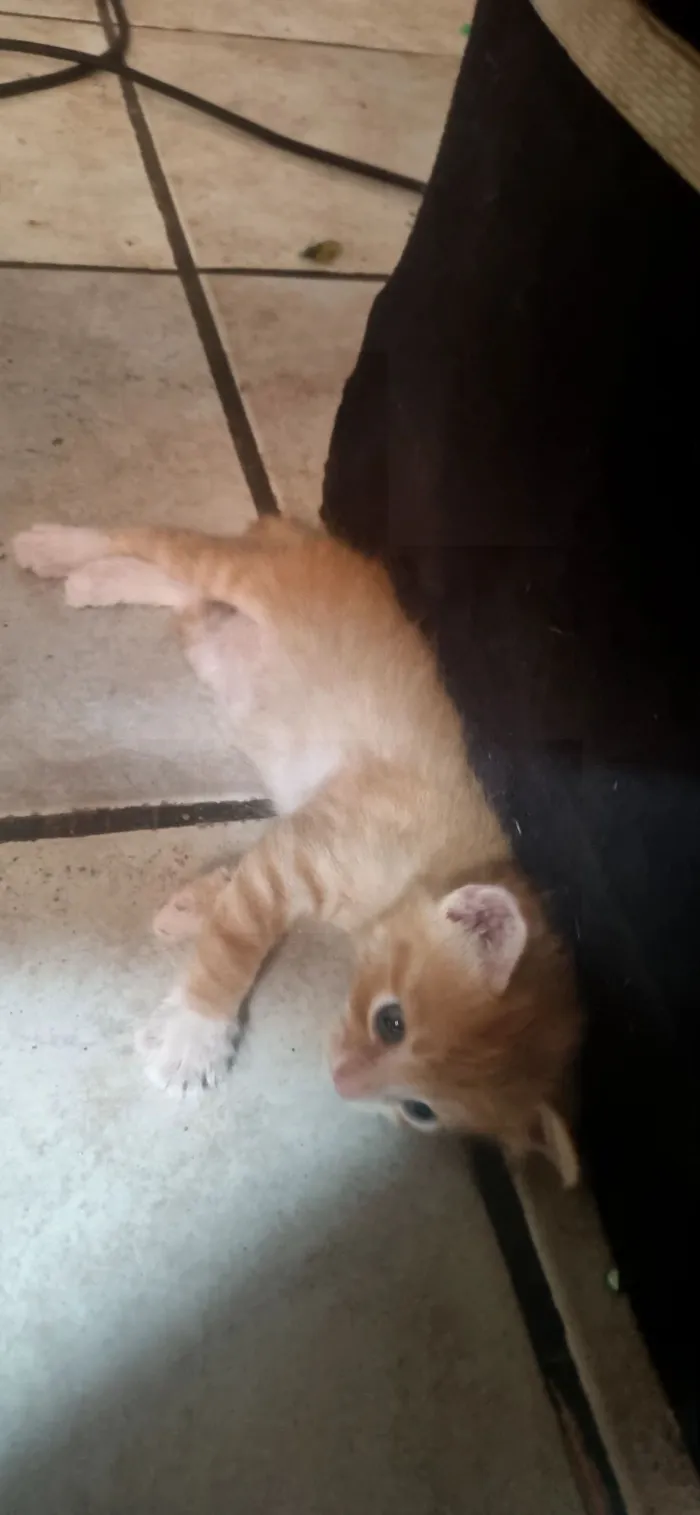 Gato raça SRD-ViraLata idade Abaixo de 2 meses nome Garfield