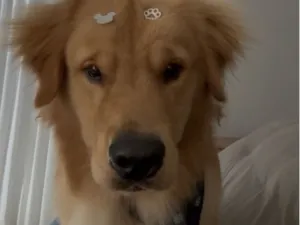 Cachorro raça Labrador idade 1 ano nome Bartholomeu