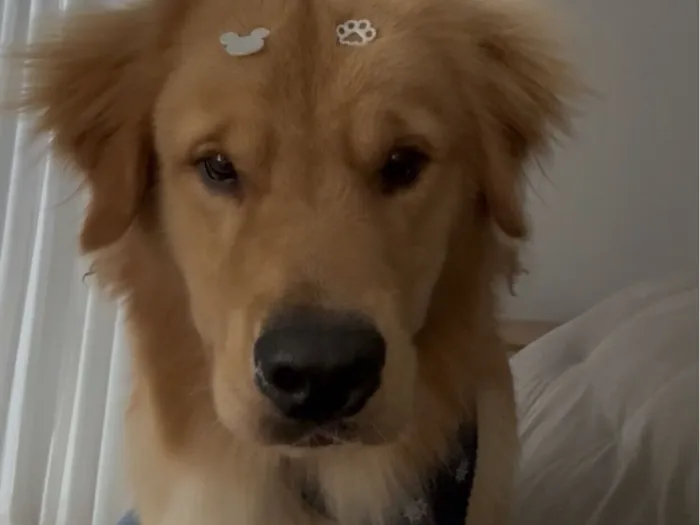 Cachorro raça Labrador idade 1 ano nome Bartholomeu