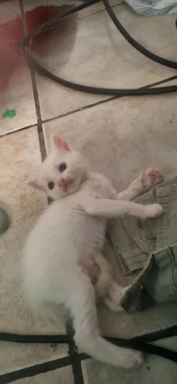 Gato raça SRD-ViraLata idade Abaixo de 2 meses nome bola de neve