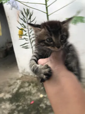Gato raça SRD-ViraLata idade Abaixo de 2 meses nome Gatinhos 