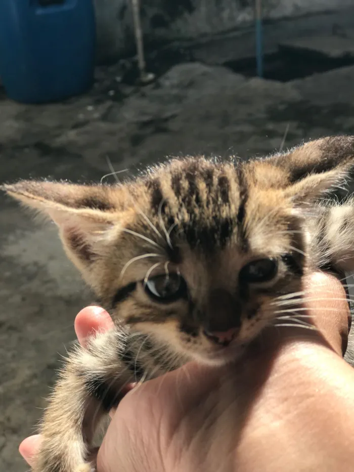Gato raça SRD-ViraLata idade Abaixo de 2 meses nome Gatinhos 