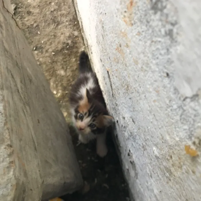 Gato raça SRD-ViraLata idade Abaixo de 2 meses nome Gatinhos 