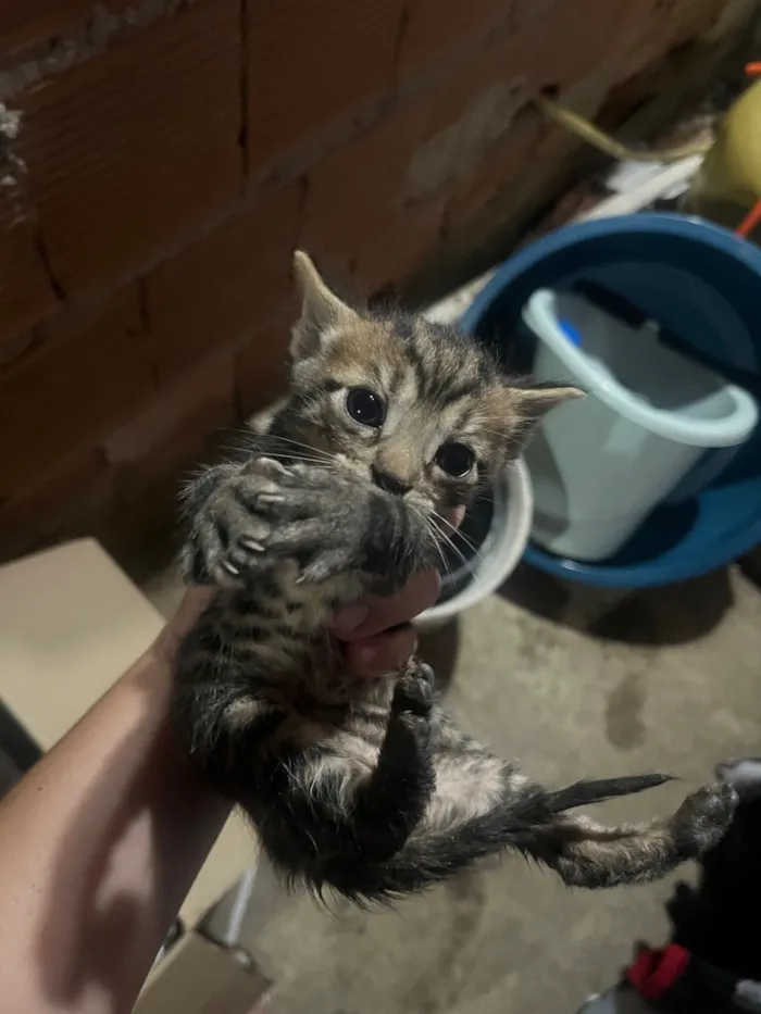 Gato raça SRD-ViraLata idade 2 a 6 meses nome Ainda não tem nome 