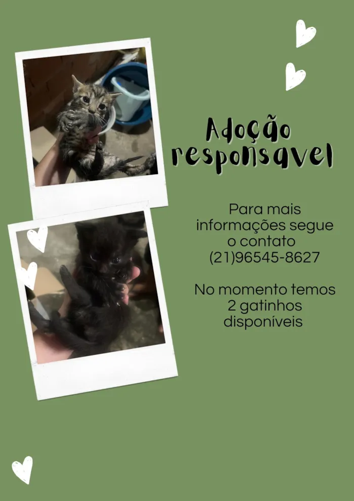 Gato raça SRD-ViraLata idade 2 a 6 meses nome Ainda não tem nome 
