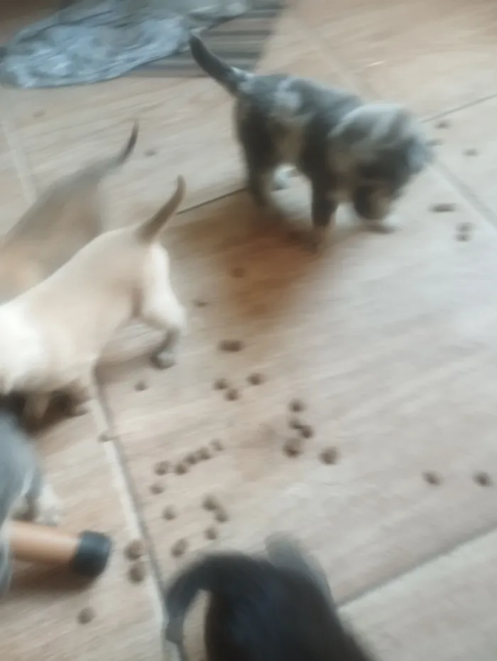 Cachorro raça Chow Chow idade 2 a 6 meses nome filhotes