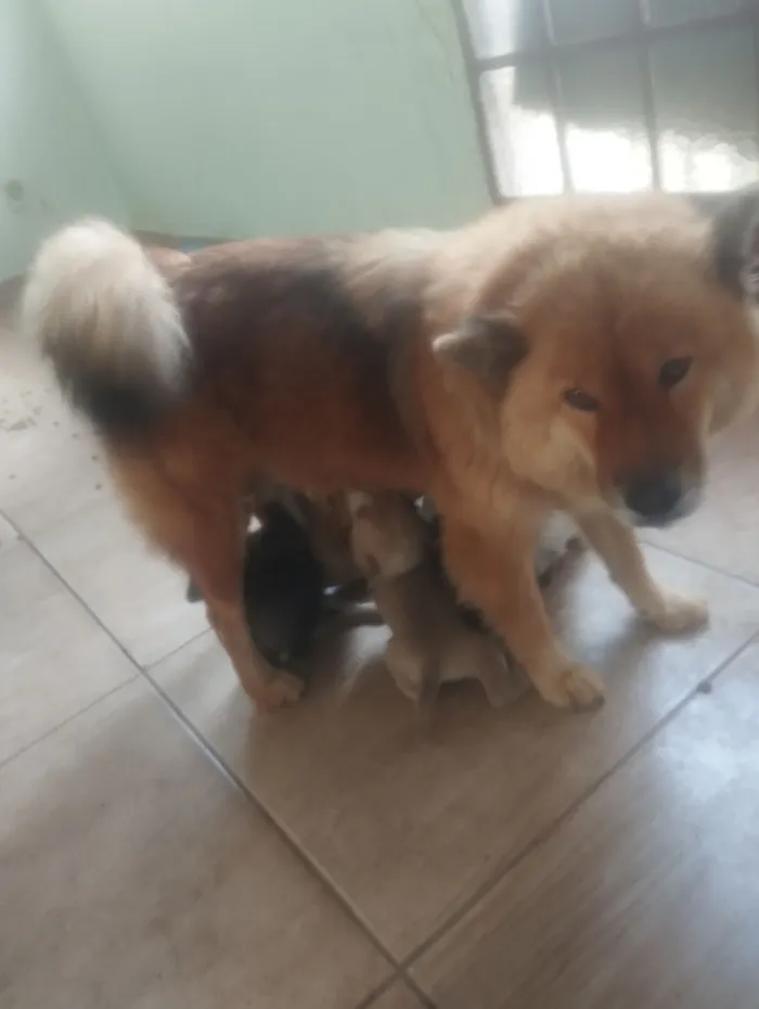 Cachorro raça Chow Chow idade 2 a 6 meses nome filhotes