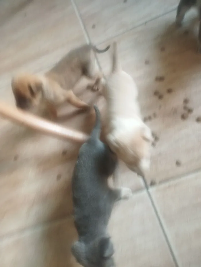 Cachorro raça Chow Chow idade 2 a 6 meses nome filhotes