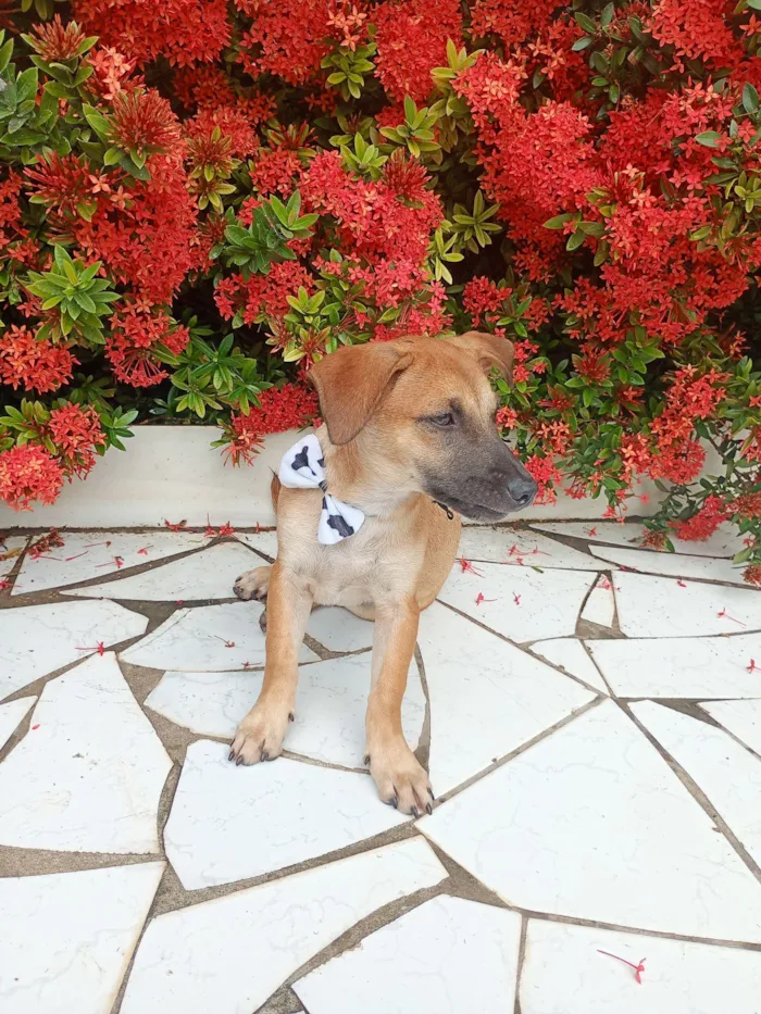 Cachorro raça SRD-ViraLata idade 2 a 6 meses nome Kemi