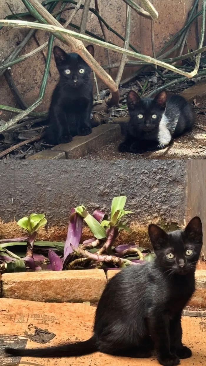 Gato raça SRD-ViraLata idade 2 a 6 meses nome Gatinhos macho para doação 