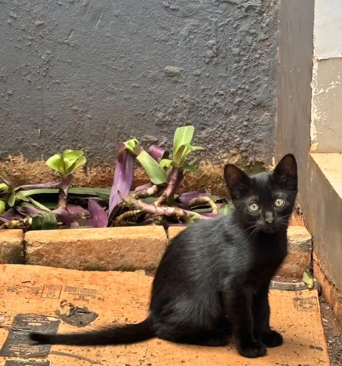 Gato raça SRD-ViraLata idade 2 a 6 meses nome Gatinhos macho para doação 