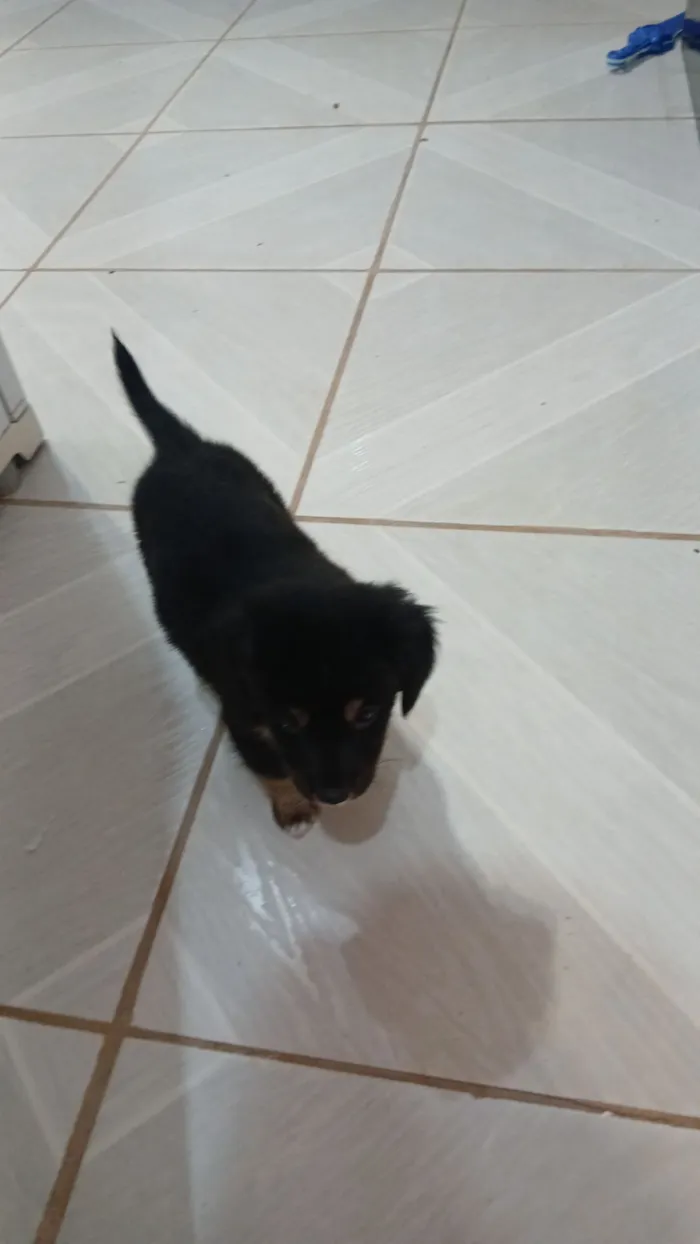 Cachorro raça SRD-ViraLata idade 2 a 6 meses nome Brigadeiro 