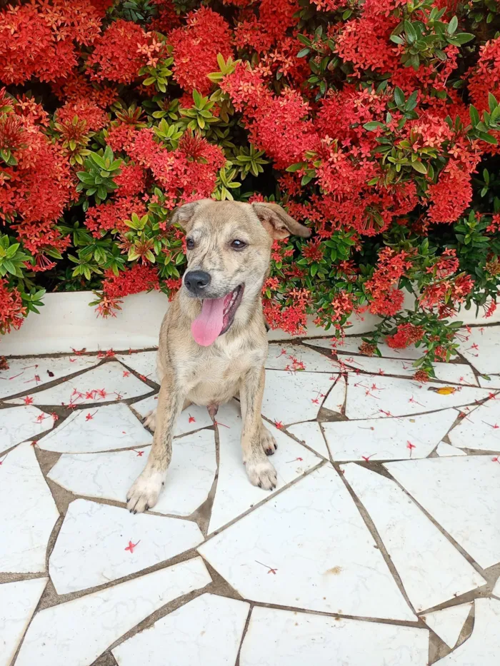 Cachorro raça SRD-ViraLata idade 2 a 6 meses nome Zefero 