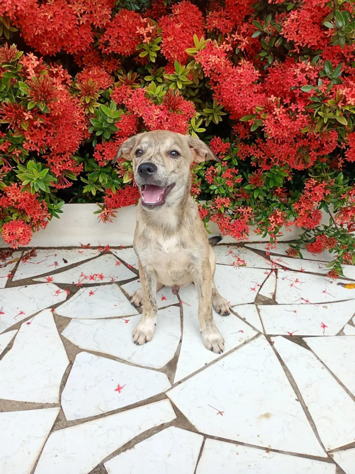 Cachorro raça SRD-ViraLata idade 2 a 6 meses nome Zefero 