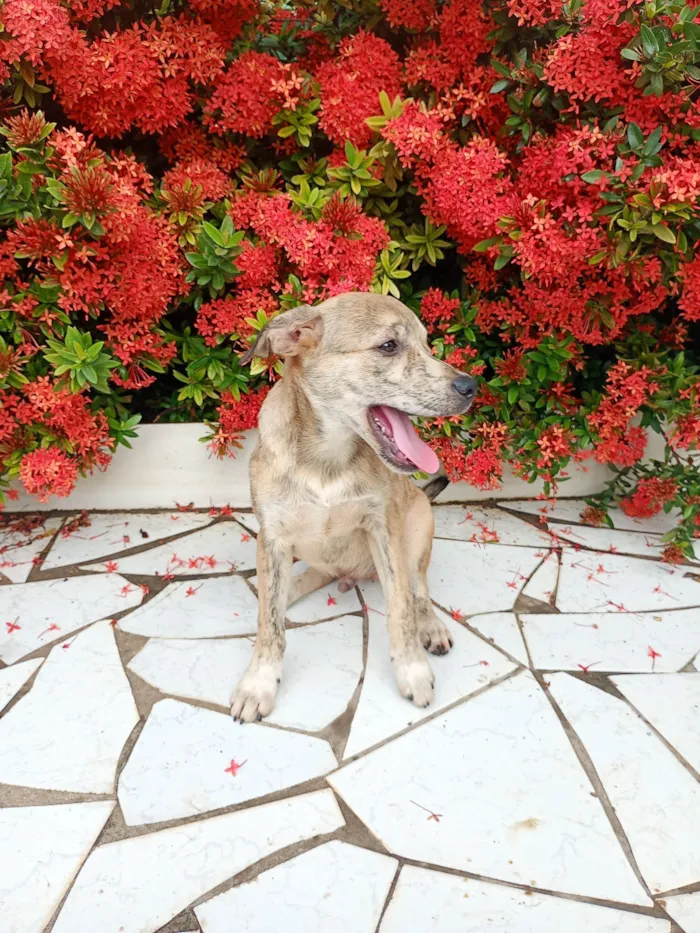 Cachorro raça SRD-ViraLata idade 2 a 6 meses nome Zefero 