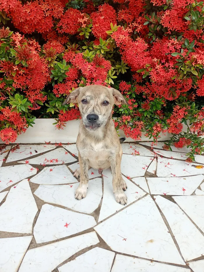 Cachorro raça SRD-ViraLata idade 2 a 6 meses nome Zefero 