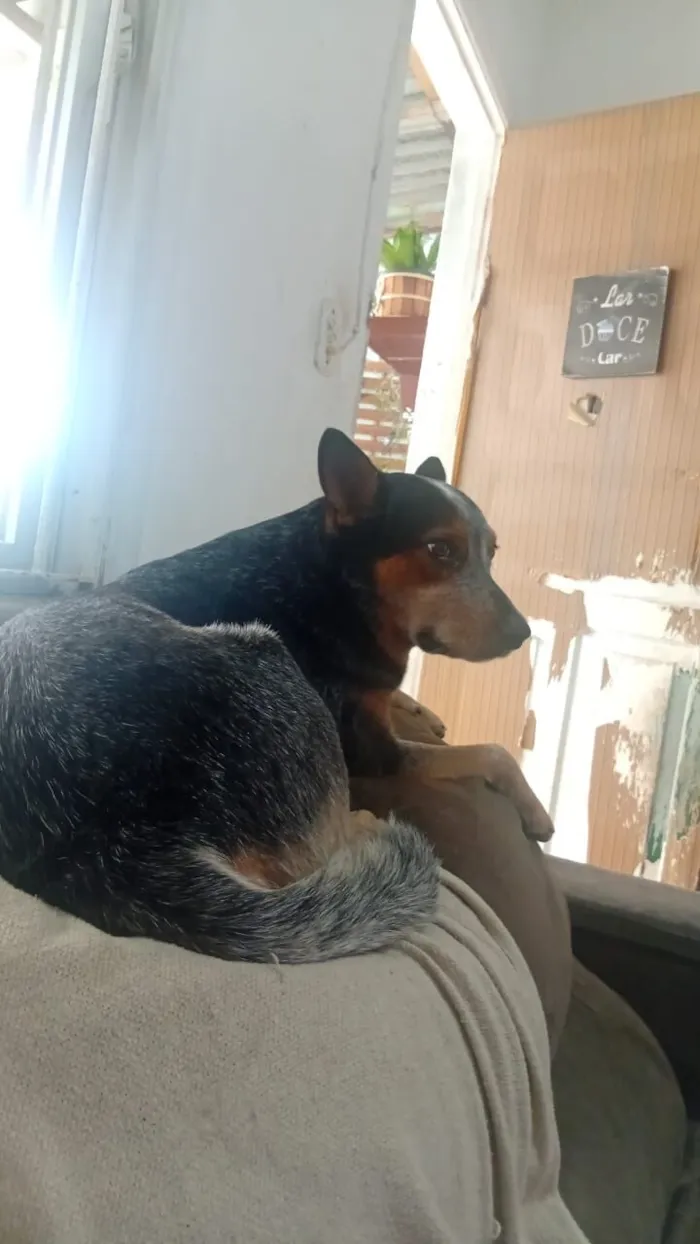 Cachorro raça Labrador idade 2 anos nome jonh 