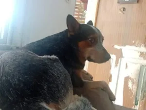 Cachorro raça Labrador idade 2 anos nome jonh 