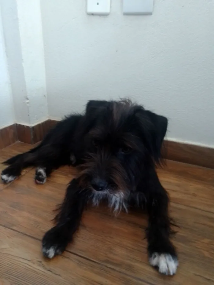 Cachorro raça Poodle idade 3 anos nome desconhecido 