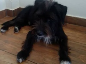 Cachorro raça Poodle idade 3 anos nome desconhecido 