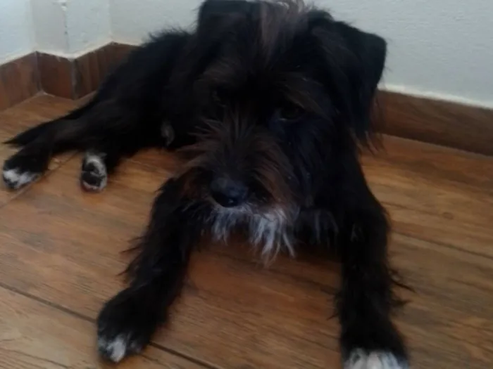 Cachorro raça Poodle idade 3 anos nome desconhecido 