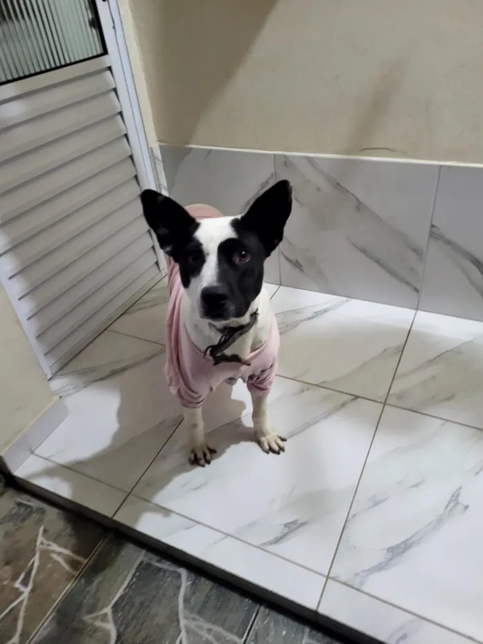Cachorro raça SRD-ViraLata idade 7 a 11 meses nome Thor