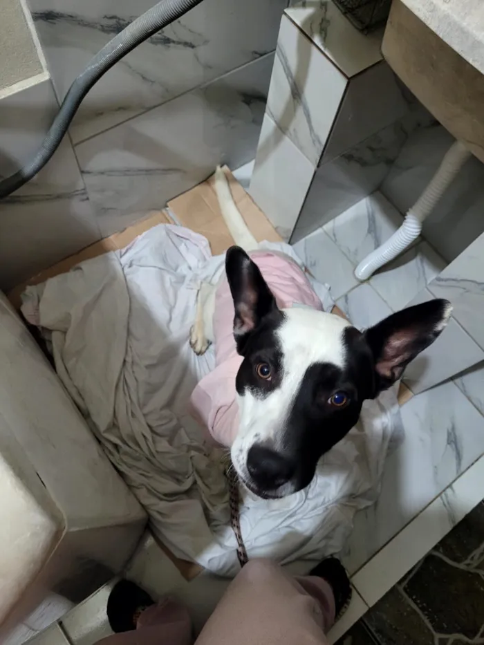 Cachorro raça SRD-ViraLata idade 7 a 11 meses nome Thor