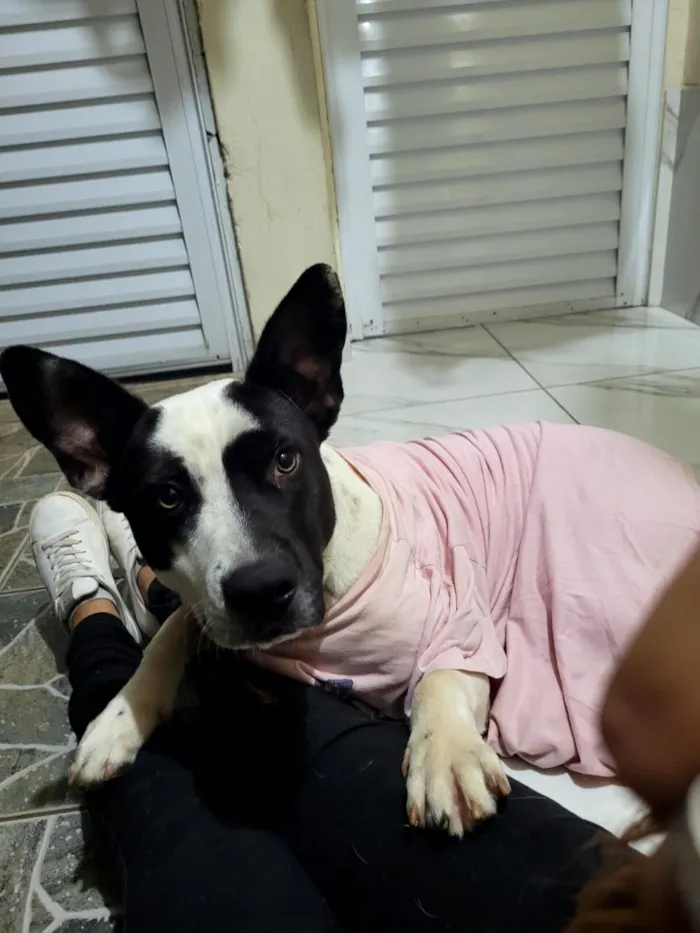 Cachorro raça SRD-ViraLata idade 7 a 11 meses nome Thor