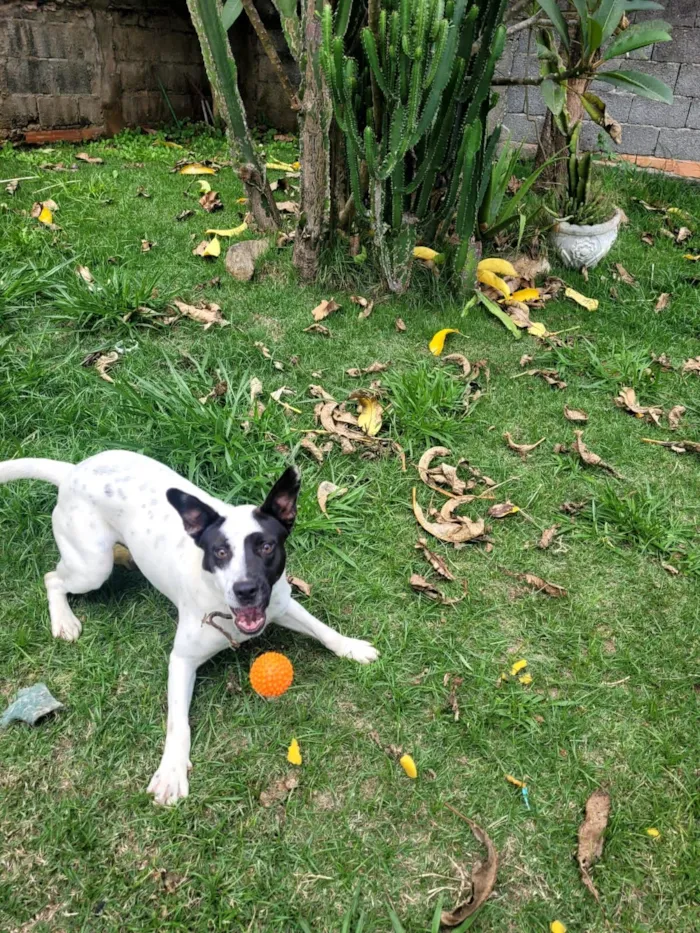 Cachorro raça SRD-ViraLata idade 7 a 11 meses nome Thor