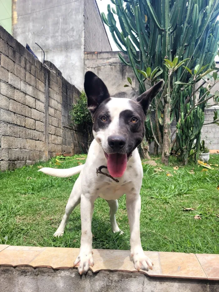 Cachorro raça SRD-ViraLata idade 7 a 11 meses nome Thor