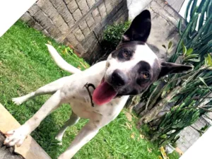 Cachorro raça SRD-ViraLata idade 7 a 11 meses nome Thor