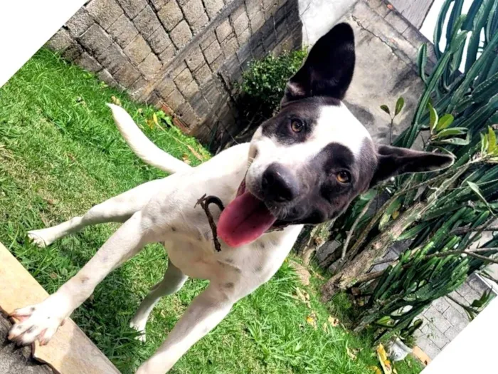 Cachorro raça SRD-ViraLata idade 7 a 11 meses nome Thor