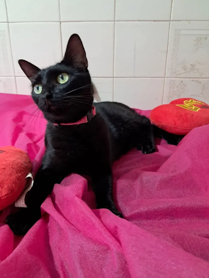 Gato raça SRD-ViraLata idade 7 a 11 meses nome Petunia 
