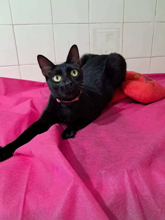 Gato raça SRD-ViraLata idade 7 a 11 meses nome Petunia 