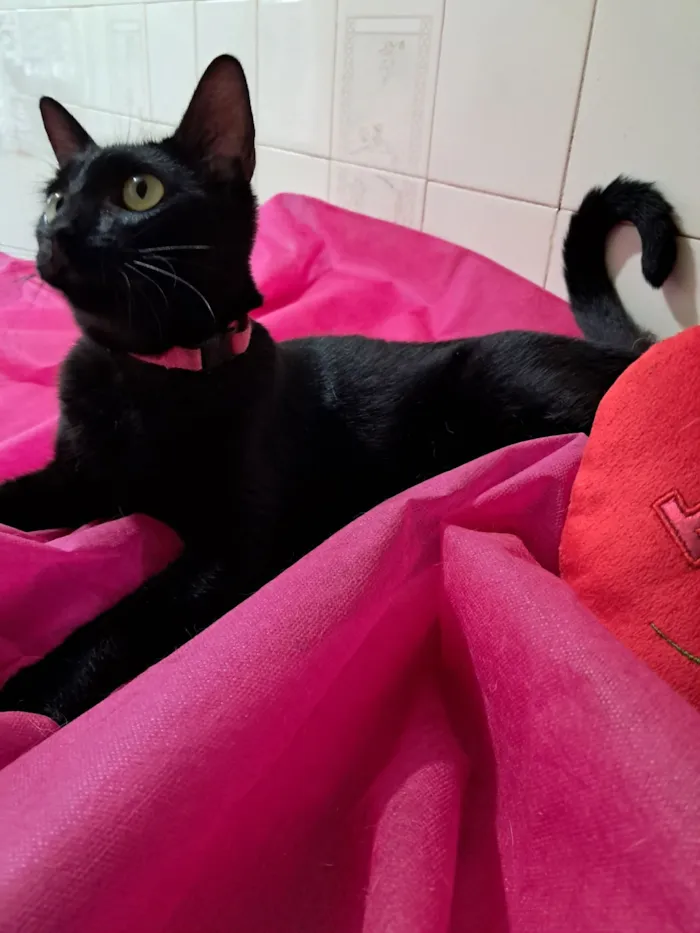 Gato raça SRD-ViraLata idade 7 a 11 meses nome Petunia 