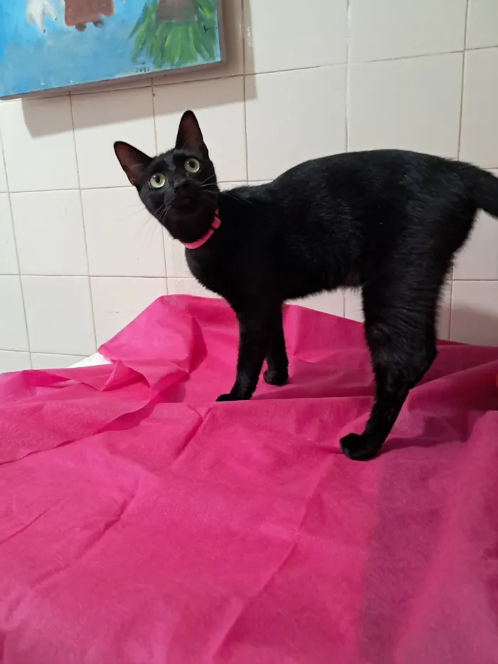 Gato raça SRD-ViraLata idade 7 a 11 meses nome Petunia 