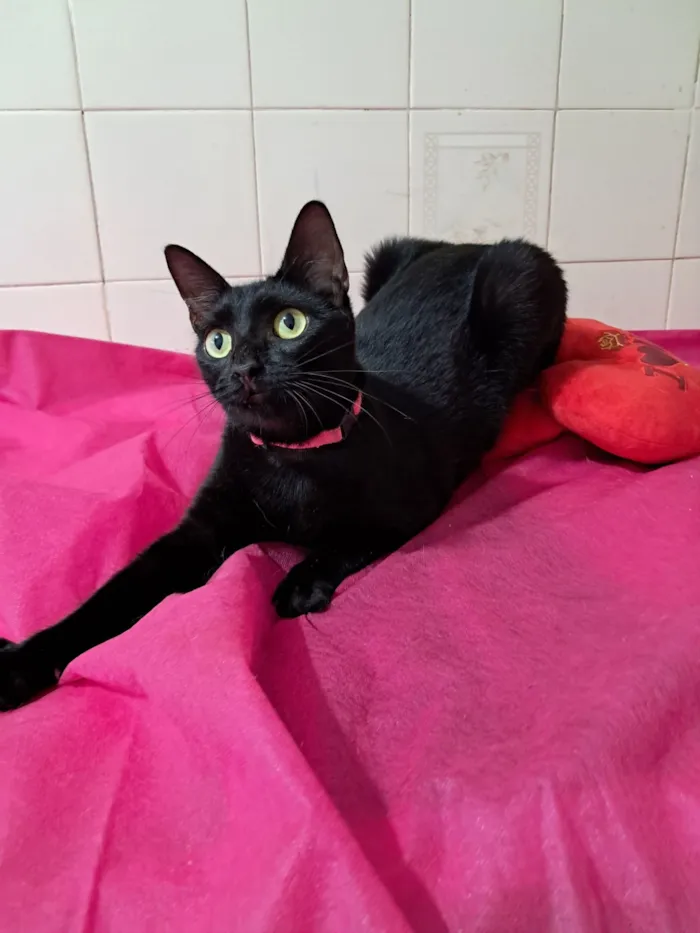 Gato raça SRD-ViraLata idade 7 a 11 meses nome Petunia 