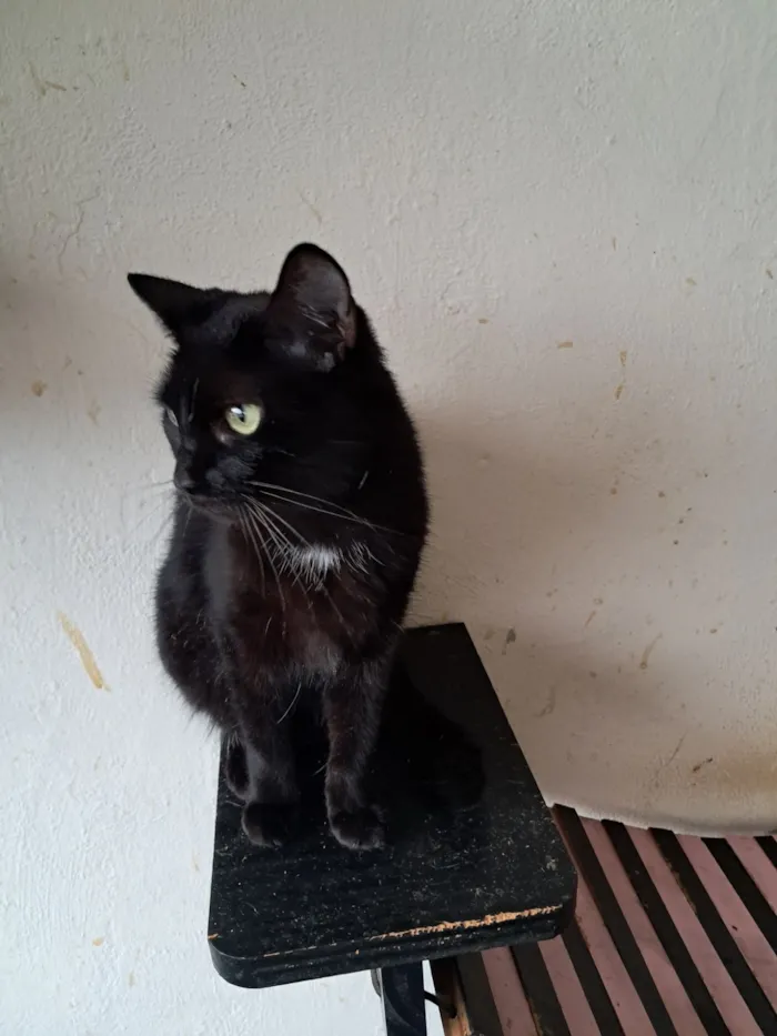 Gato raça SRD-ViraLata idade 2 anos nome Mika 