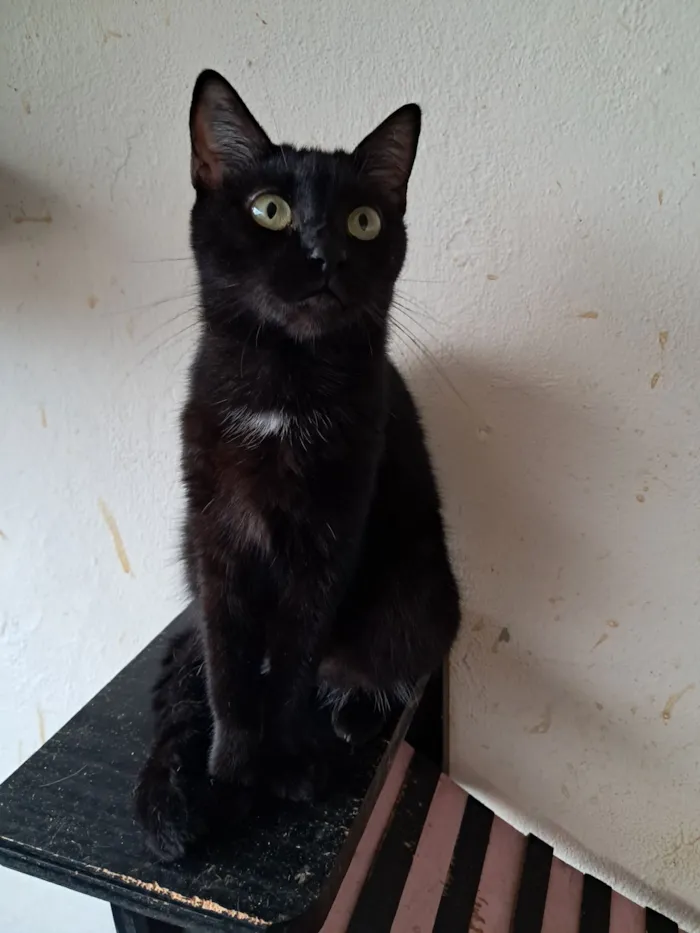 Gato raça SRD-ViraLata idade 2 anos nome Mika 