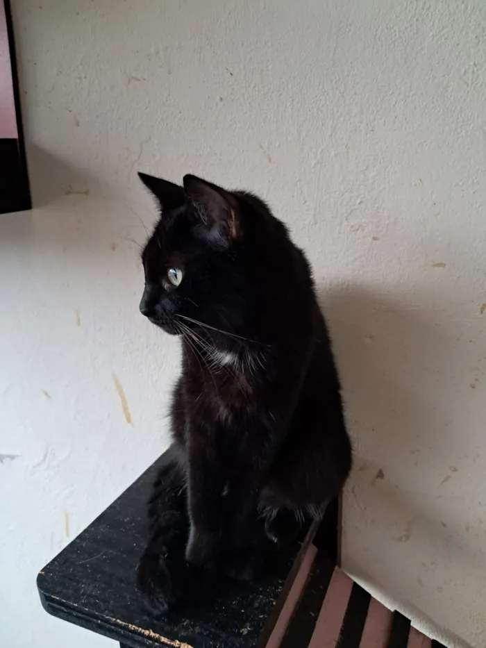 Gato raça SRD-ViraLata idade 2 anos nome Mika 