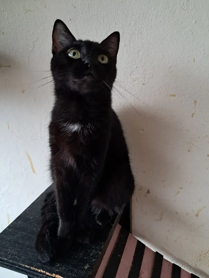 Gato raça SRD-ViraLata idade 2 anos nome Mika 