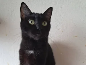 Gato raça SRD-ViraLata idade 2 anos nome Mika 