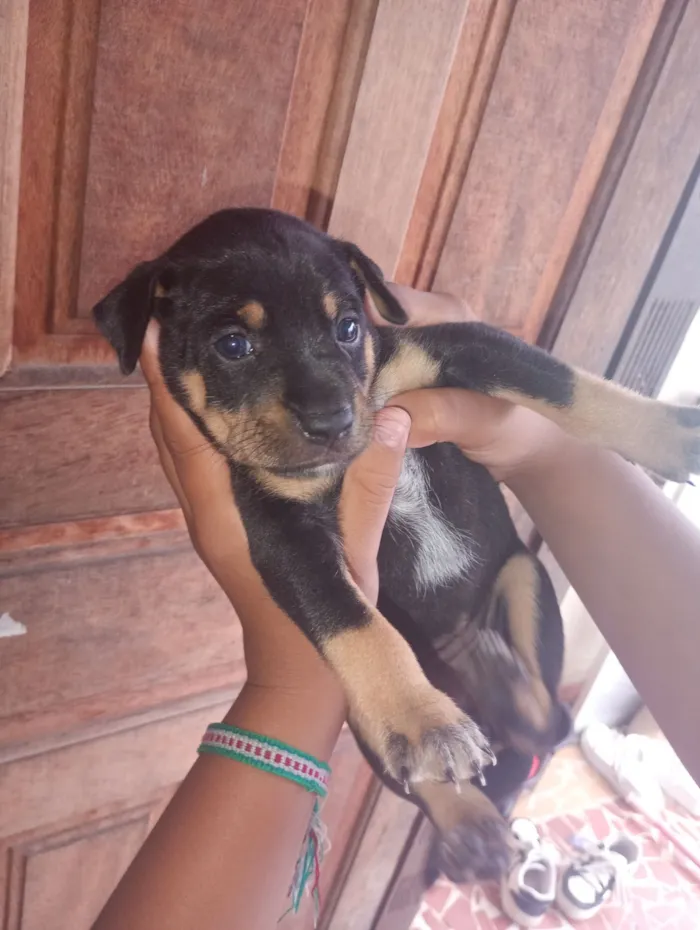 Cachorro raça SRD-ViraLata idade Abaixo de 2 meses nome nega