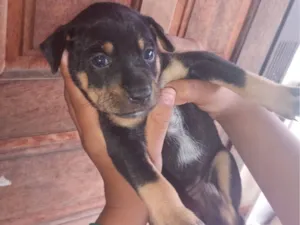 Cachorro raça SRD-ViraLata idade Abaixo de 2 meses nome nega
