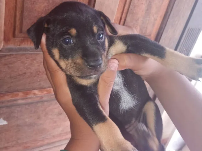Cachorro raça SRD-ViraLata idade Abaixo de 2 meses nome nega