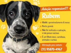 Cachorro raça SRD-ViraLata idade 7 a 11 meses nome Rubem 