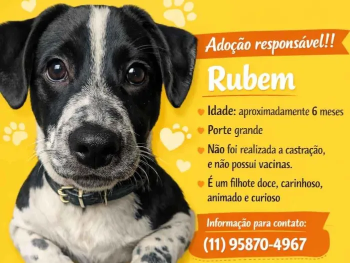 Cachorro raça SRD-ViraLata idade 7 a 11 meses nome Rubem 