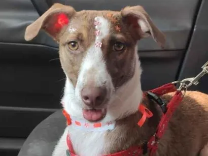 Cachorro raça SRD-ViraLata idade 1 ano nome Mel