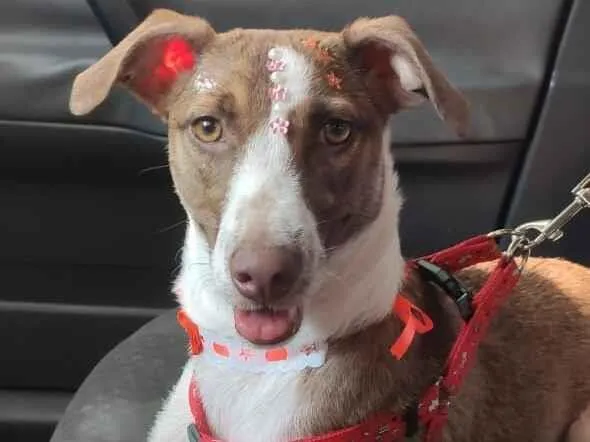 Cachorro raça SRD-ViraLata idade 1 ano nome Mel