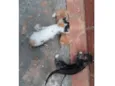 3 Gatos Filhotes